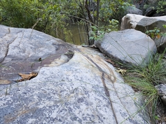 Piptochaetium pringlei