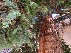 Sequoia