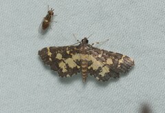 Eurrhyparodes bracteolalis