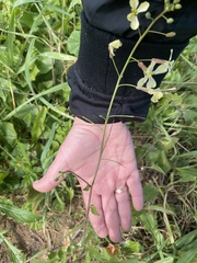 Raphanus raphanistrum