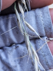 Piptochaetium pringlei