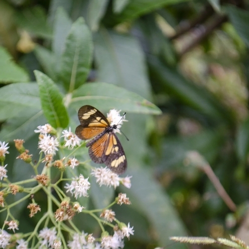 Image of Vernonanthura tweedieana by (c) André Nogueira, some rights reserved (CC BY)