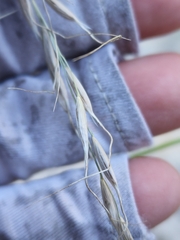 Piptochaetium pringlei