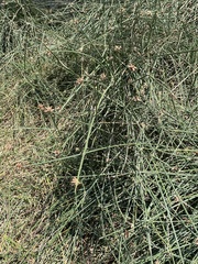 Schoenoplectus americanus