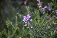 Lathyrus vestitus