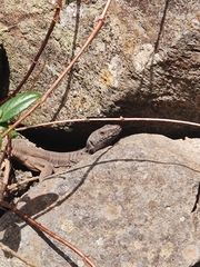 Gallotia caesaris gomerae