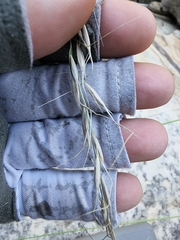 Piptochaetium pringlei