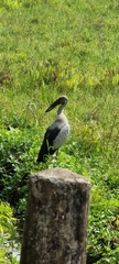 Anastomus oscitans