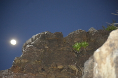 Dudleya brittonii × formosa