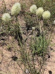Ptilotus macrocephalus