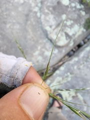 Piptochaetium pringlei