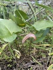 Arisarum vulgare