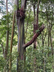 Eucalyptus deglupta