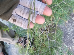 Piptochaetium pringlei