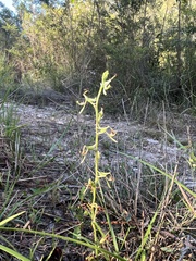 Arthrochilus prolixus