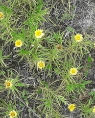 Carlina biebersteinii