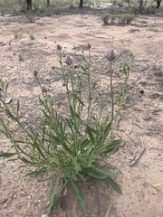 Ptilotus semilanatus