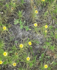 Carlina biebersteinii