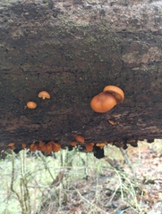 Omphalotus subilludens