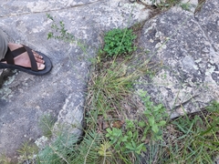 Piptochaetium pringlei