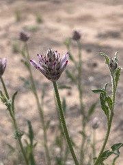 Ptilotus semilanatus