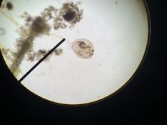 Chydorus