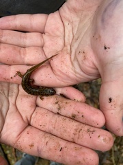 Desmognathus marmoratus