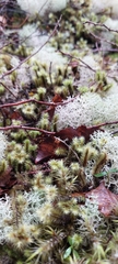 Cladonia confusa