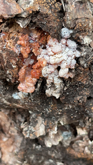 Myxarium nucleatum