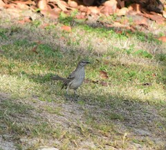 Mimus gundlachii