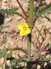 Eulobus californicus