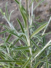 Pycnosorus chrysanthus