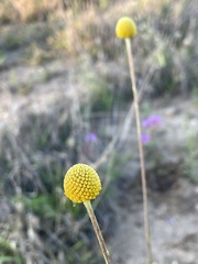 Pycnosorus chrysanthus