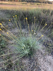 Pycnosorus chrysanthus