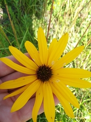 Helianthus heterophyllus