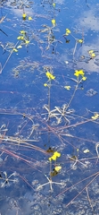 Utricularia inflata