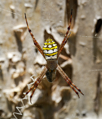 Argiope picta