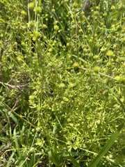 Ranunculus pumilio