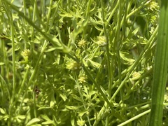 Ranunculus pumilio