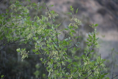 Fraxinus parryi