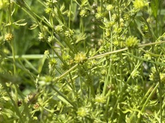 Ranunculus pumilio