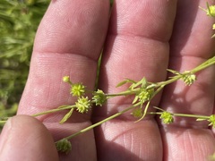 Ranunculus pumilio