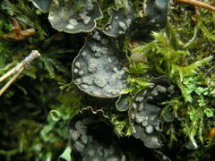 Peltigera didactyla