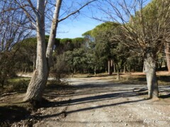 Populus × canadensis