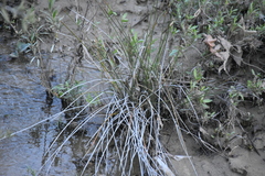 Juncus acutus leopoldii