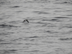 Pelecanoides magellani