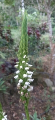 Spiranthes romanzoffiana