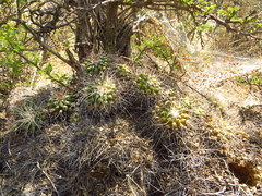 Mammillaria compressa