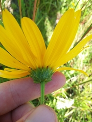 Helianthus heterophyllus