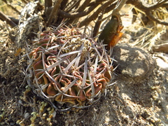 Echinofossulocactus pentacanthus